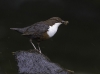 Dipper with Insects.jpg